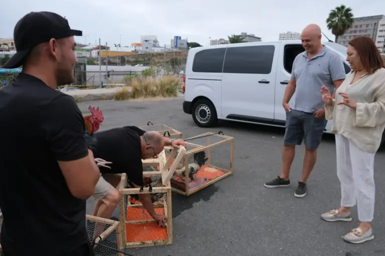 Retiran por salubridad más de 300 aves en Las Palmas de Gran Canaria