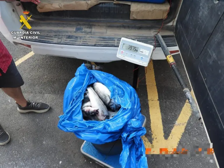 Detienen a cinco personas por el robo continuado de lubinas en el sur de Tenerife