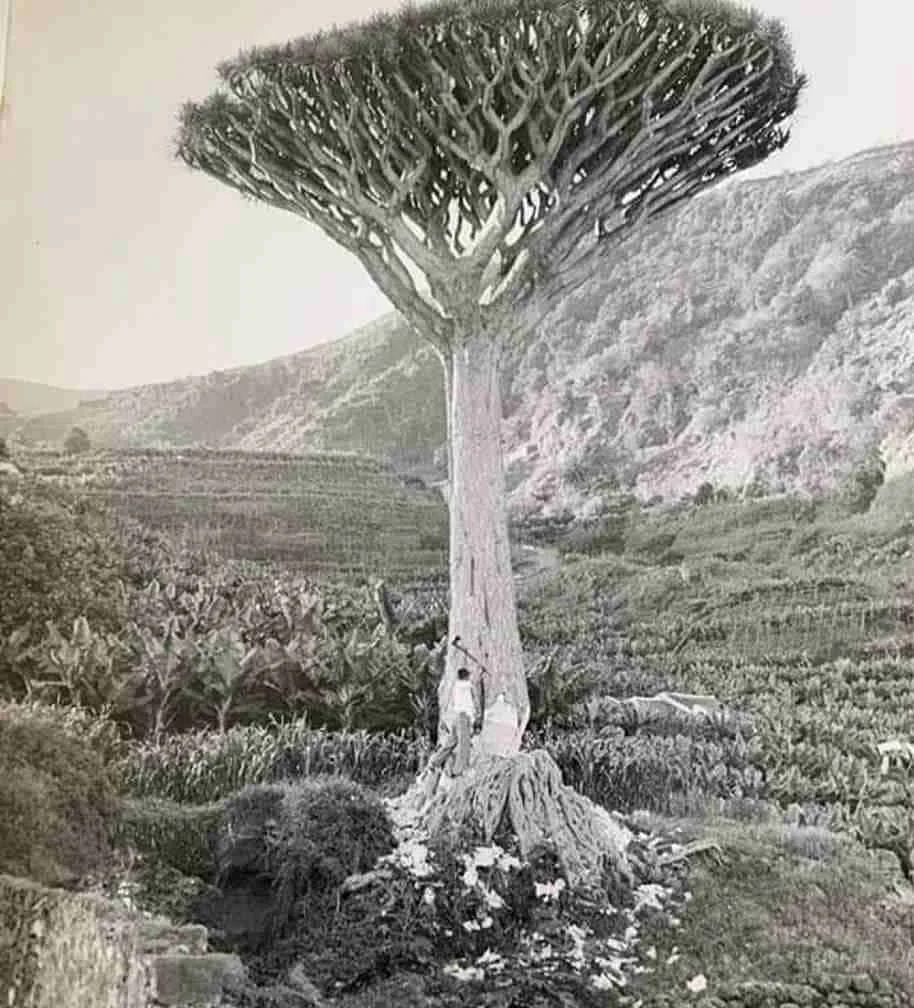 El drago de San Antonio, en La Laguna, en 1961