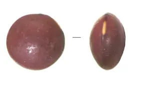 Unas legumbres milenarias El ADN corrobora el origen preshispánico de la lenteja canaria