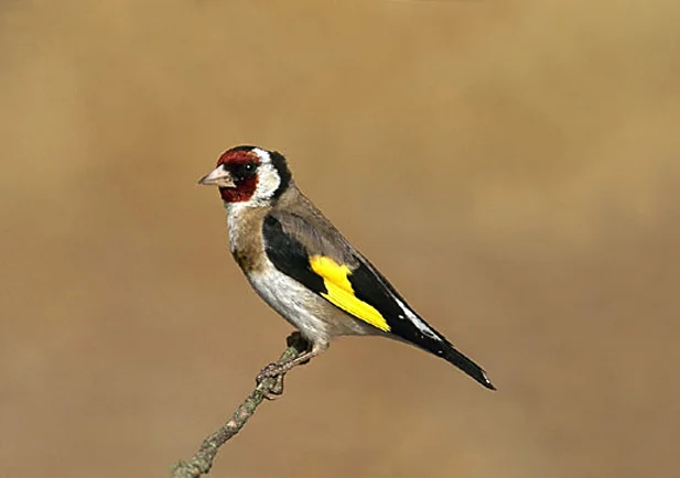 JIlguero, uno de las especies de pájaros que mantenía encerrados en tuppers