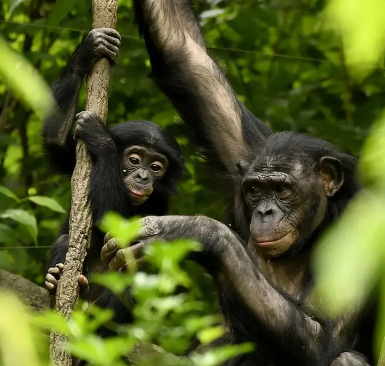 Ley de Grandes Simios: la primera del mundo en proteger a estos «homínidos no humanos»