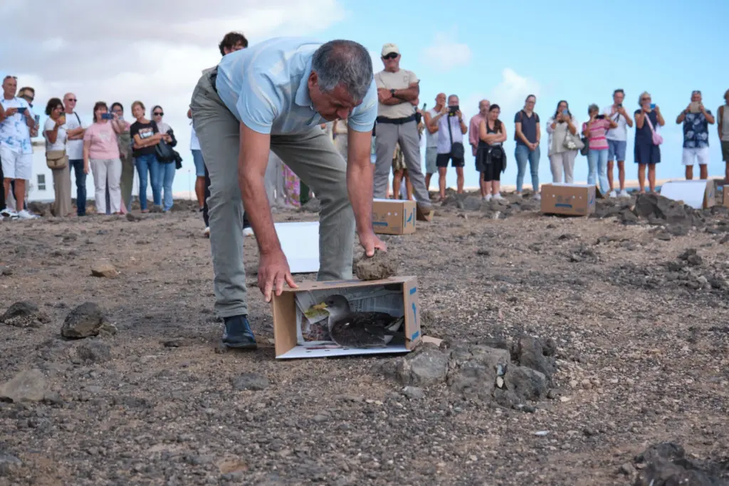 Liberan seis ejemplares de pardela en Fuerteventura, ave emblemática del Archipiélago
