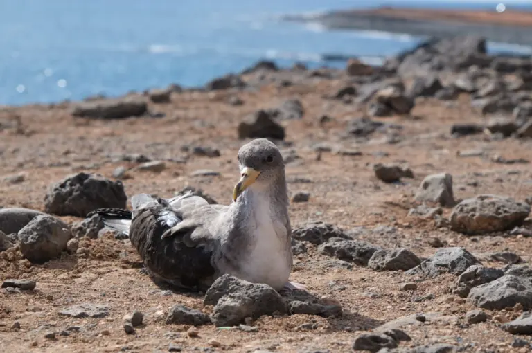 Liberan seis ejemplares de pardela en Fuerteventura, ave emblemática del Archipiélago