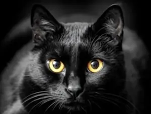 Toman la decisión de suspender la adopción de gatos blancos y negros en muchos albergues de animales por Halloween / Archivo