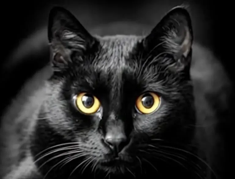 Suspendida la adopción de gatos negros y blancos por Halloween