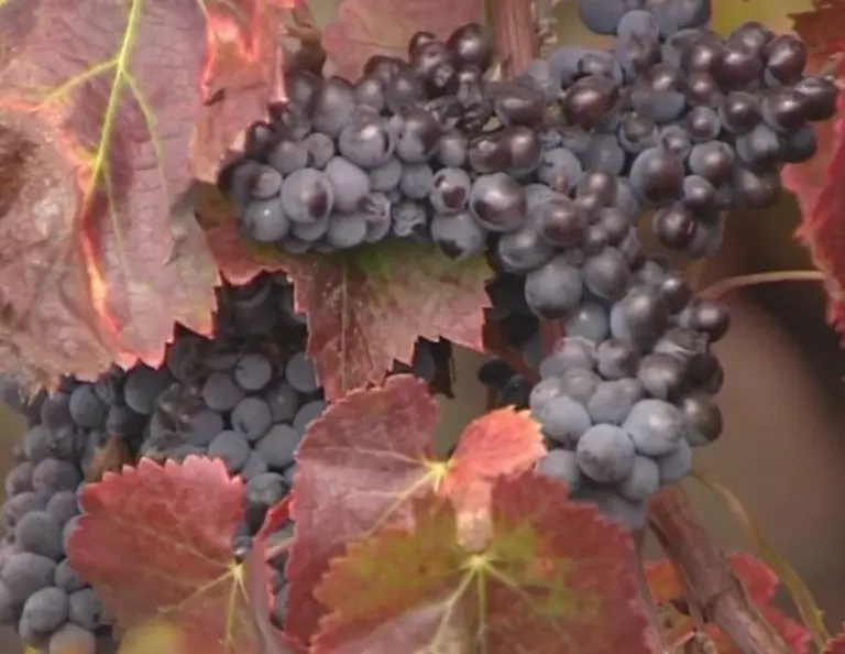 La cooperación internacional será imprescindible para el futuro de la viticultura