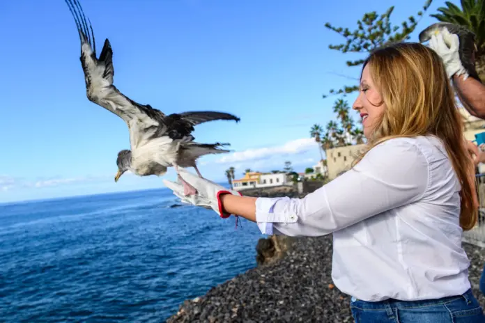 Tenerife rescató a más de 2.000 pardelas cenicientas en la campaña de este año