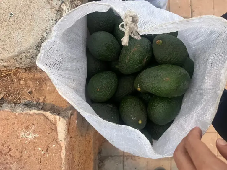 Dos personas investigadas en Mogán por el hurto de 57 kilos de aguacates