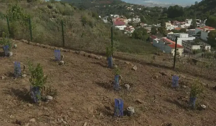Gran Canaria contará con el primer “Bosque de los Recuerdos” de Canarias