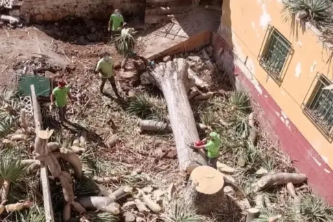 Talado el histórico drago de La Laguna