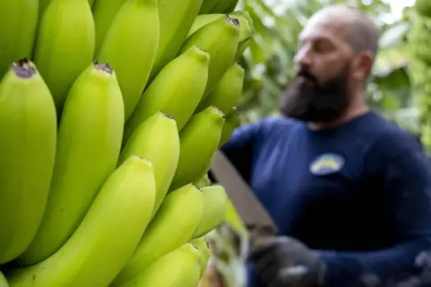 Organizaciones agrarias e industriales piden el blindaje del POSEI