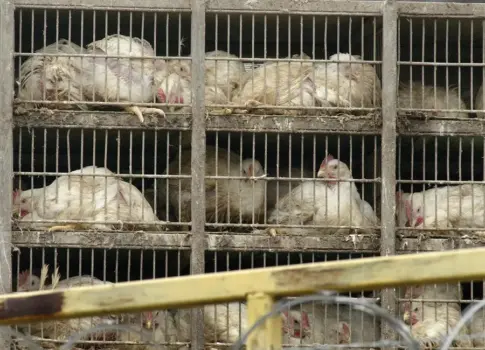 PSOE de Fuerteventura pide calma a los criadores ante el confinamiento de aves de corral