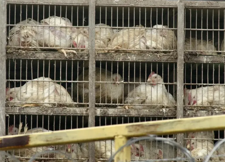 PSOE de Fuerteventura pide calma a los criadores ante el confinamiento de aves de corral