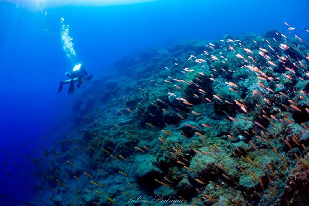 La ULL confirma la rápida recuperación de la biodiversidad marina en los deltas del Tajogaite