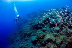 La ULL confirma la rápida recuperación de la biodiversidad marina en los deltas del Tajogaite