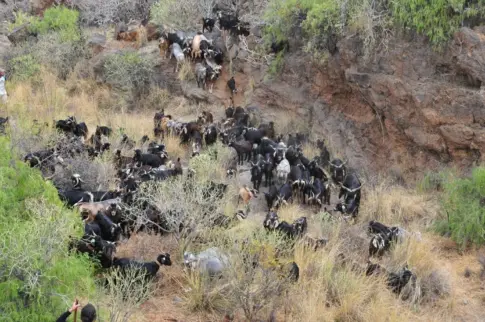 Lanzarote multiplica por cinco la dotación de las ayudas ganaderas