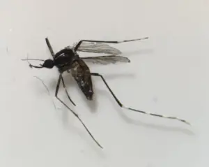 Sanidad descarta la presencia de mosquitos invasores en Fuerteventura