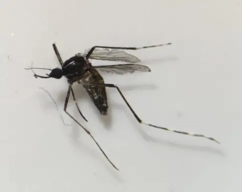 Sanidad descarta la presencia del mosquito invasor ‘Aedes albopictus’ en Fuerteventura
