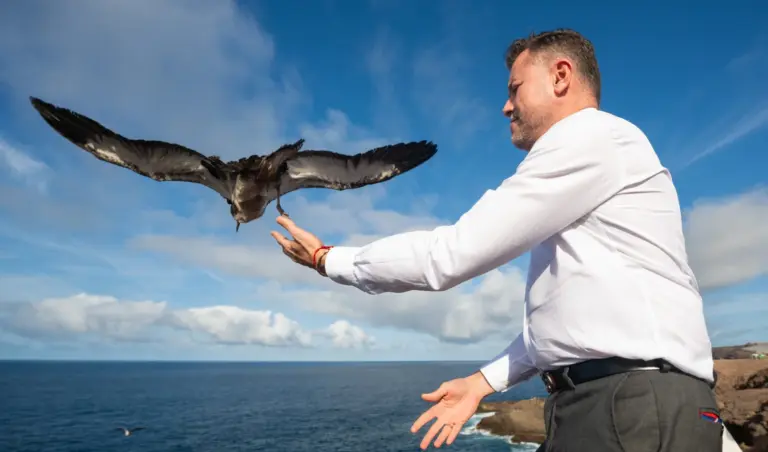 Gáldar participa en la suelta anual de pardelas cenicientas en el Faro de Sardina