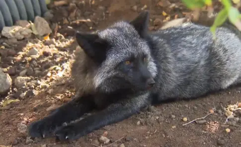 Zorros víctimas del tráfico ilegal encuentran refugio en la Fundación Neotrópico