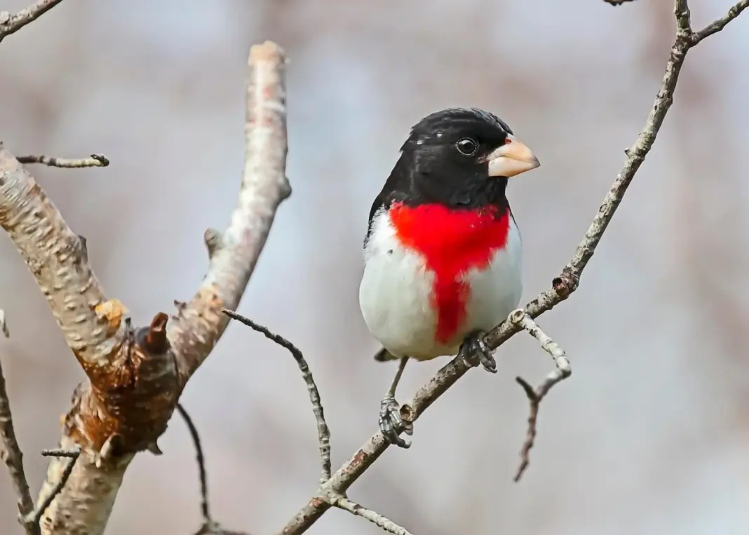 Picogrueso pechirrosado