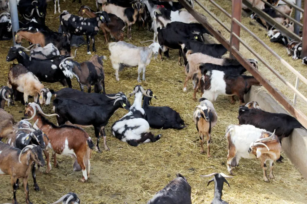 Canarias transferirá ocho millones de euros del POSEI a ganaderos y agricultores. Imagen de archivo de una ganadería de cabras en Adeje, Tenerife. RTVC.