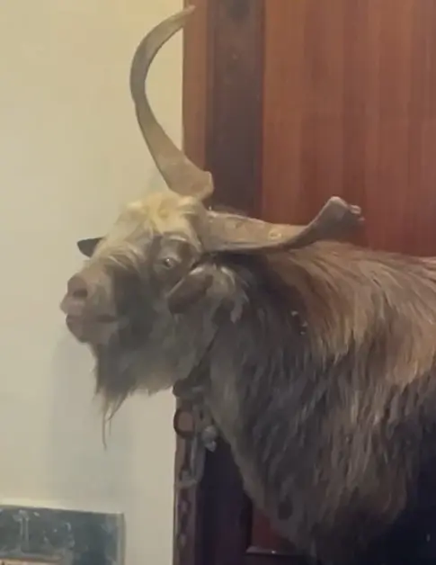 Un chivato se cuela en las oficinas de Servicios Sociales de Puntagorda