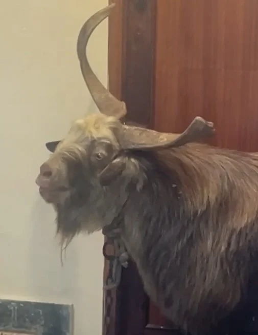 Los empleados del ayuntamiento de Puntagorda se han visto sorprendidos por un chivato que se coló en las dependencias municipales 