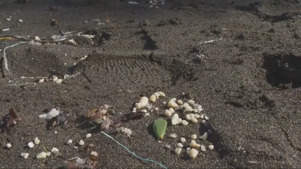 Más de diez playas de Gran Canaria afectadas por el vertido de las piscifactorías de Telde