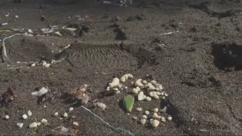 La causa del cierre de las playas de Gran Canaria es un vertido ilegal de gas sulfhídrico que mata a los peces