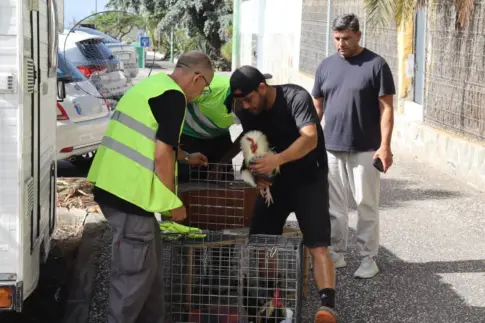 Puerto de la Cruz retira una colonia de 50 gallos y gallinas salvajes