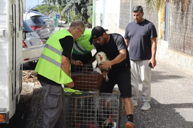Puerto de la Cruz retira una colonia de 50 gallos y gallinas salvajes