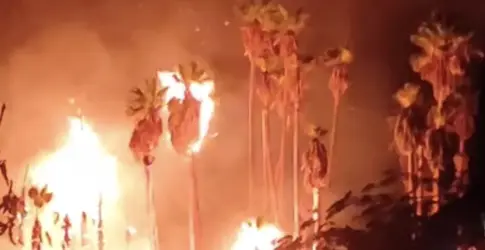 Incendio en un palmeral de Mogán