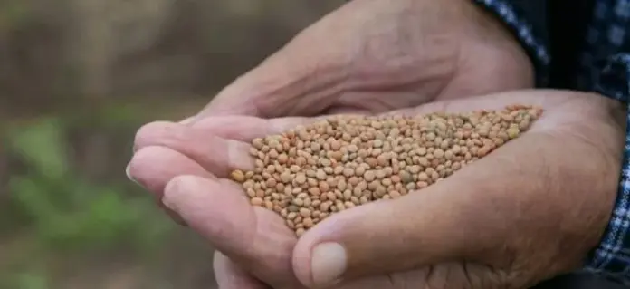 'La Maleta' despliega un viaje por las raíces canarias: De la huella islámica a las leyendas de Tenerife