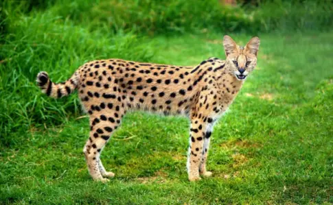 Incautan 5 servales en Las Palmas, una especie de leopardo africano