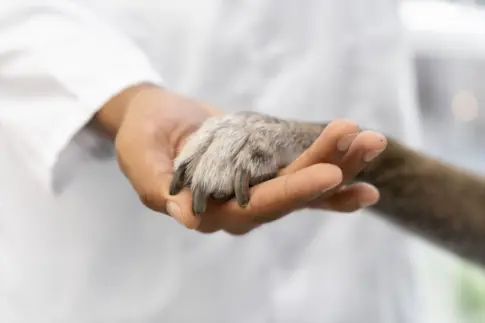 Los veterinarios se manifiestan por un criterio clínico «desde la ciencia y la libertad»