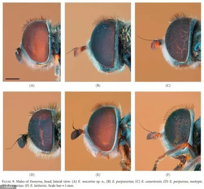 Identificada una nueva especie endémica en Canarias: la mosca de flores Eumerus macarius