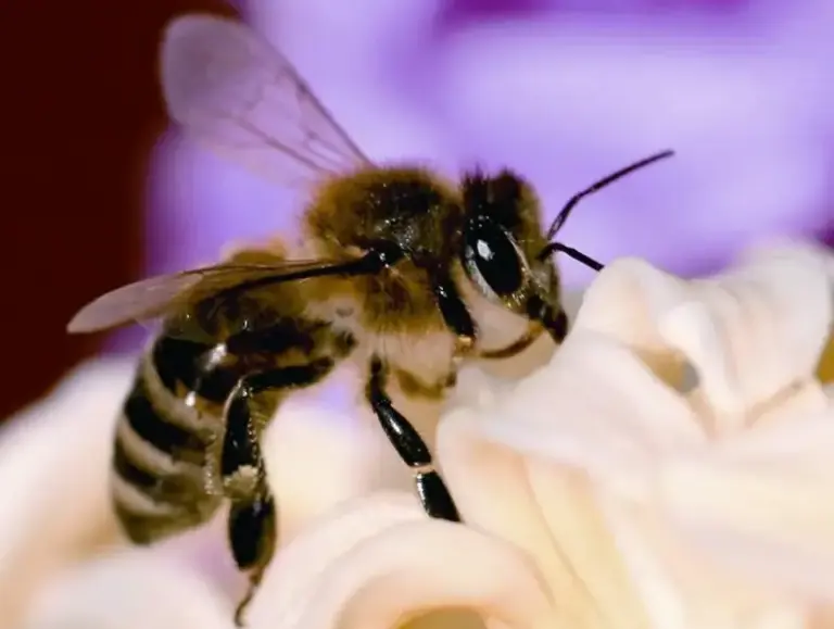 De la defensa de la abeja negra a la memoria represiva, en ‘La Maleta’