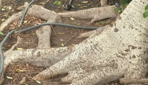 Canarias aprueba su primera ley para proteger el arbolado urbano, entre avances y críticas