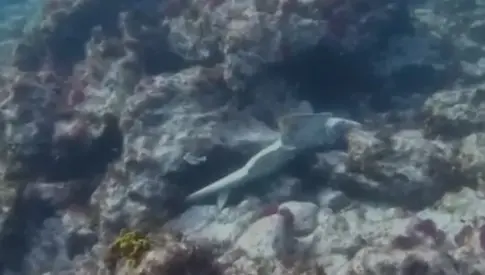 El SEPRONA retira una red ilegal con tres tiburones angelote en la costa de Lanzarote