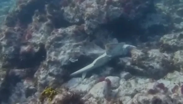 El SEPRONA retira una red ilegal con tres tiburones angelote en la costa de Lanzarote
