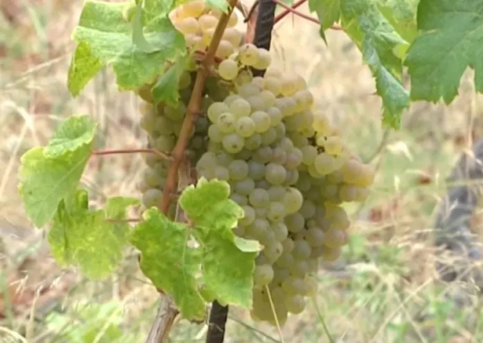 La Forastera Gomera: la uva heroica que desafía a la filoxera y conquista paladares