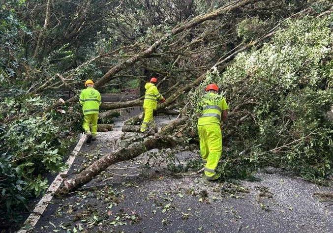 Algunas de las incidencias en Santa Cruz de Tenerife han sido provocadas por las fuertes rachas de viento / Ayuntamiento de Santa Cruz de Tenerife 