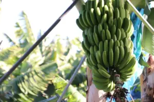 Crean un dispositivo que desorienta al picudo negro y protege la platanera