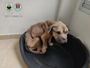Imagen del estado del perro - CEDIDO POR POLICÍA LPA