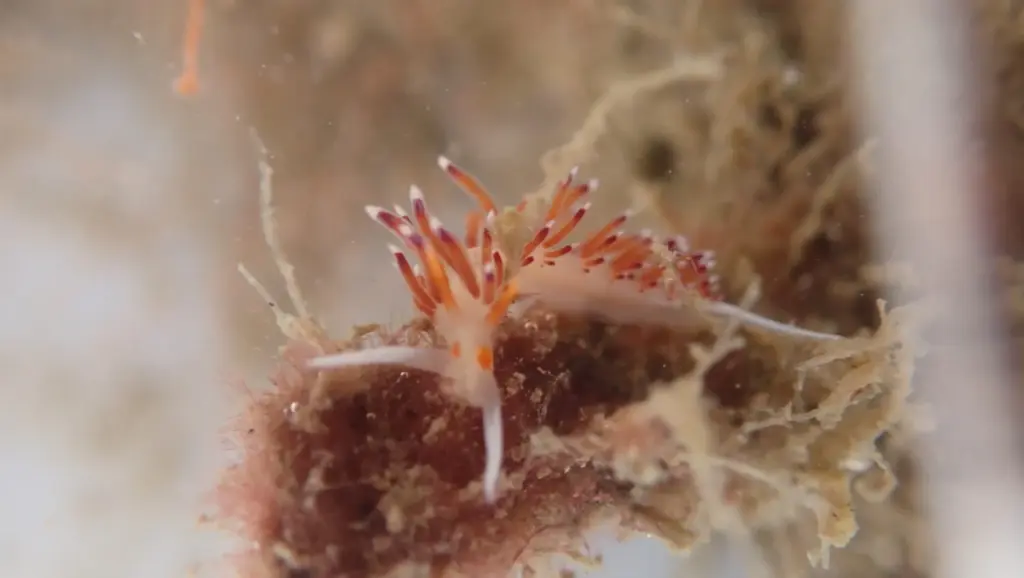 Puertos de Las Palmas constata un aumento del 54% de especies marinas gracias a los arrecifes biomiméticos