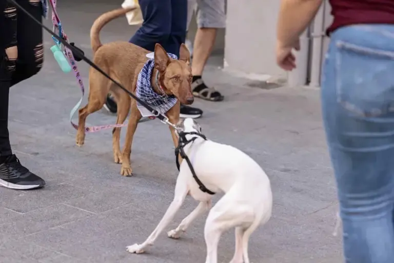 La Nochevieja y el perjudicial efecto de los petardos en algunos animales