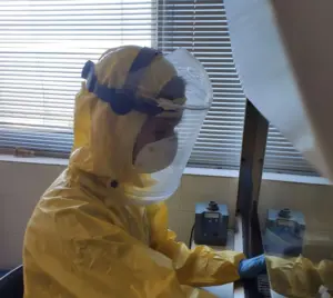 La ULPGC investiga la transmisión de la gripe aviar como amenaza zoonótica