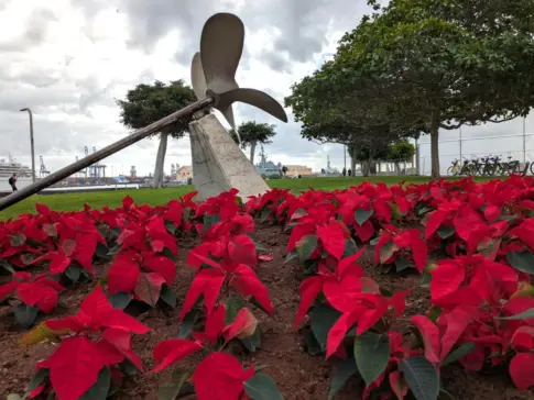 Las Palmas de Gran Canaria se viste de Navidad con 25.000 flores de pascua